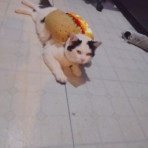 Meet your Posher, Rosa